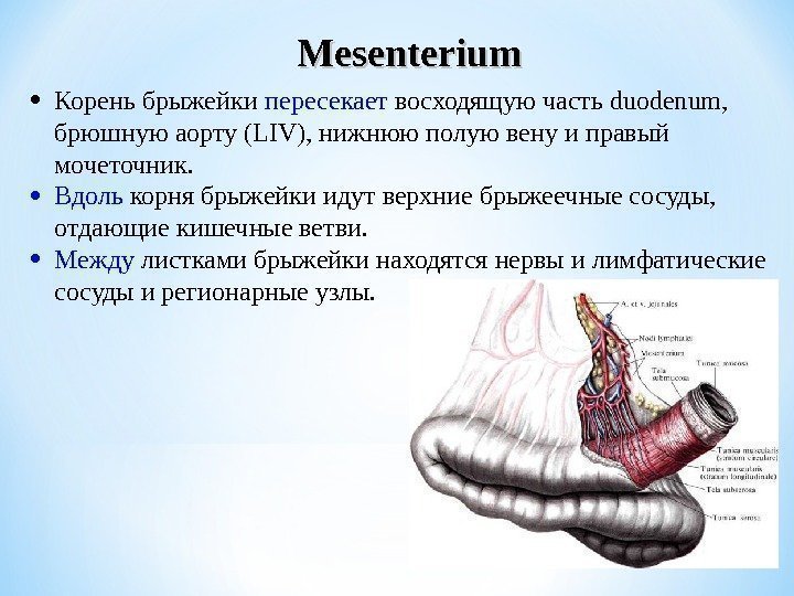 Mesenterium • Корень брыжейки пересекает восходящую часть duodenum ,  брюшную аорту (L IV