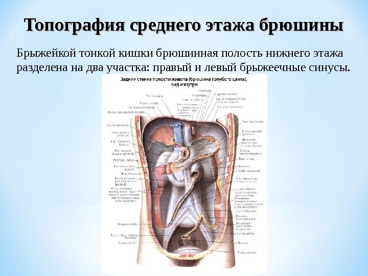 Брыжейкой тонкой кишки брюшинная полость нижнего этажа разделена на два участка: правый и левый