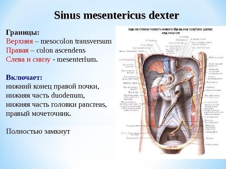 Границы: Верхняя – mesocolon transversum Правая – colon ascendens Слева и снизу - mesenterium.