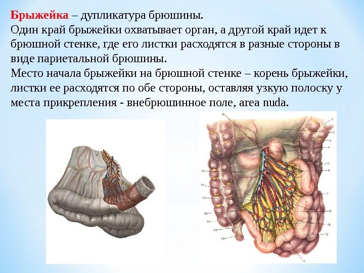 Брыжейка – дупликатура брюшины.  Один край брыжейки охватывает орган, а другой край идет