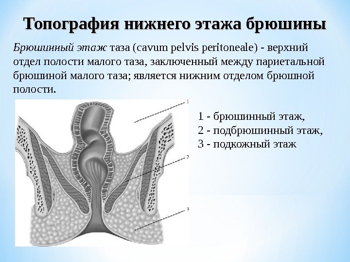 Брюшинный этаж таза (cavum pelvis peritoneale) - верхний отдел полости малого таза, заключенный между
