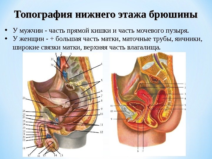  • У мужчин - часть прямой кишки и часть мочевого пузыря.  •