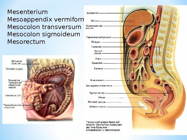 Mesenterium Mesoappendix vermiformis Mesocolon transversum Mesocolon sigmoideum Mesorectum 