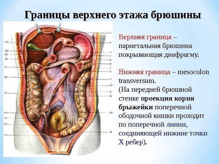 Границы верхнего этажа брюшины Верхняя граница – париетальная брюшина покрывающая диафрагму. Нижняя граница –