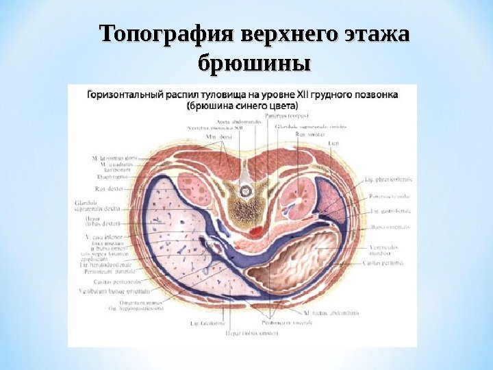 Топография верхнего этажа брюшины 