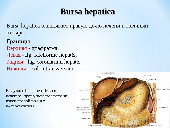 Bursa hepatica охватывает правую долю печени  и желчный пузырь Границы Верхняя - диафрагма,