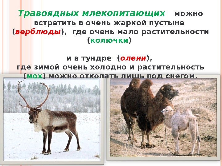 Травоядных млекопитающих  можно встретить в очень жаркой пустыне  ( верблюды ), 
