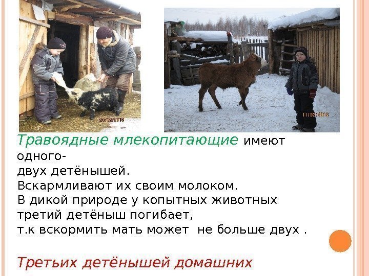 Травоядные млекопитающие имеют одного- двух детёнышей.  Вскармливают их своим молоком. В дикой природе