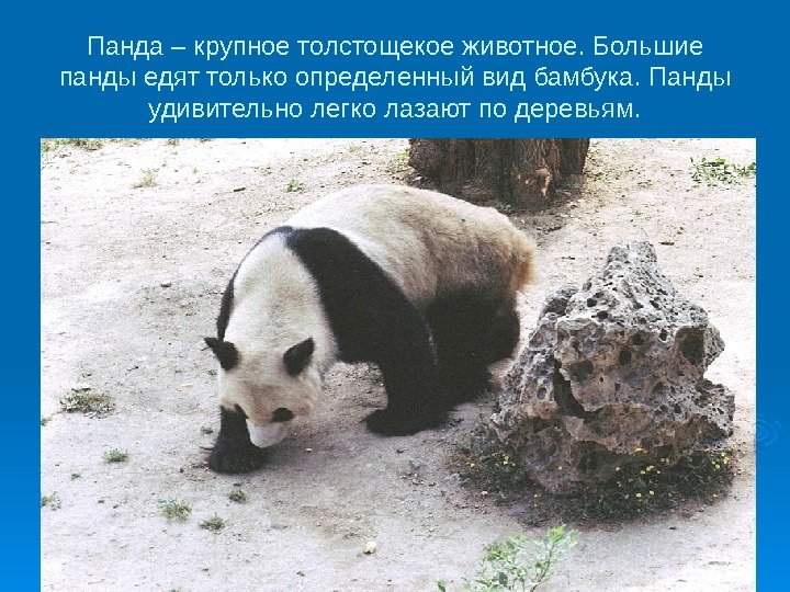   Панда – крупное толстощекое животное. Большие панды едят только определенный вид бамбука.