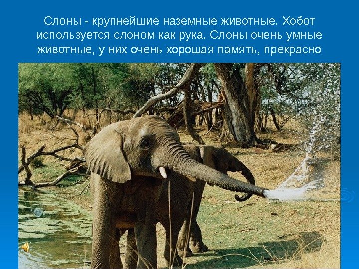   Слоны - крупнейшие наземные животные. Хобот используется слоном как рука. Слоны очень