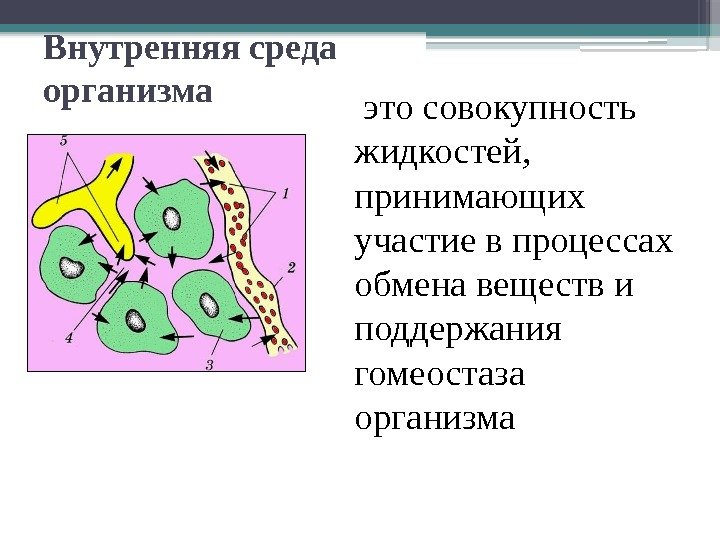 Внутренняя среда организма это совокупность жидкостей,  принимающих участие в процессах обмена веществ и