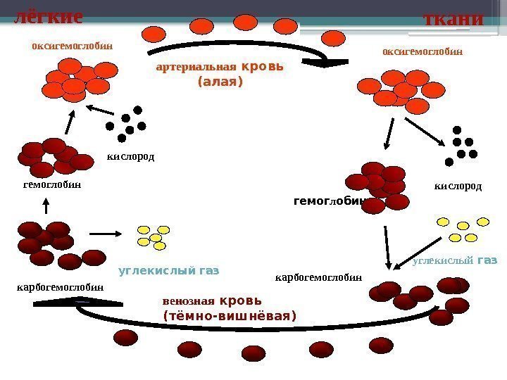 гемоглобин кислород гемог л обиноксигемоглобин кислород карбогемоглобин углекислый газартериальная кровь (алая) венозная кровь (тёмно-вишнёвая)лёгкие