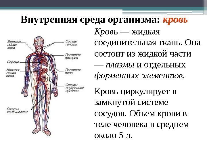 Внутренняя среда организма:  кровь Кровь — жидкая соединительная ткань. Она состоит из жидкой