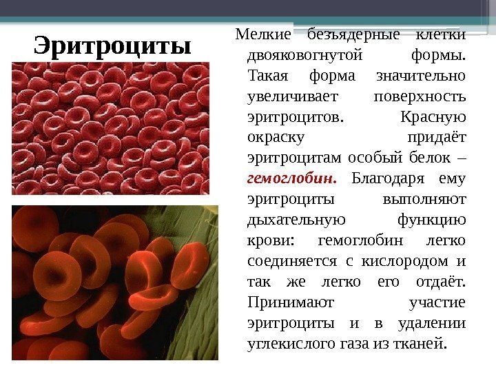 Эритроциты Мелкие безъядерные клетки двояковогнутой формы.  Такая форма значительно увеличивает поверхность эритроцитов. 