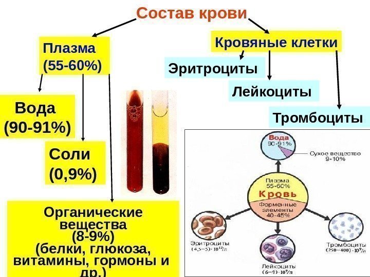 Состав крови Плазма (55 -60) Кровяные клетки Эритроциты Лейкоциты Тромбоциты Вода (90 -91) Соли