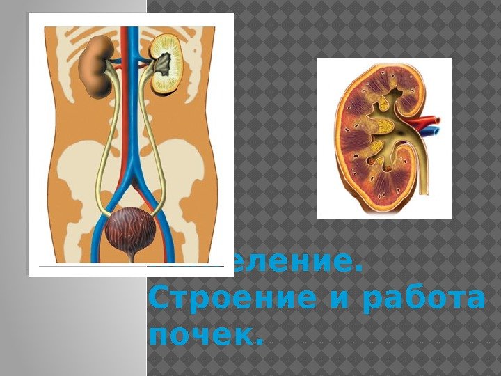 Презентация выделение 8 класс