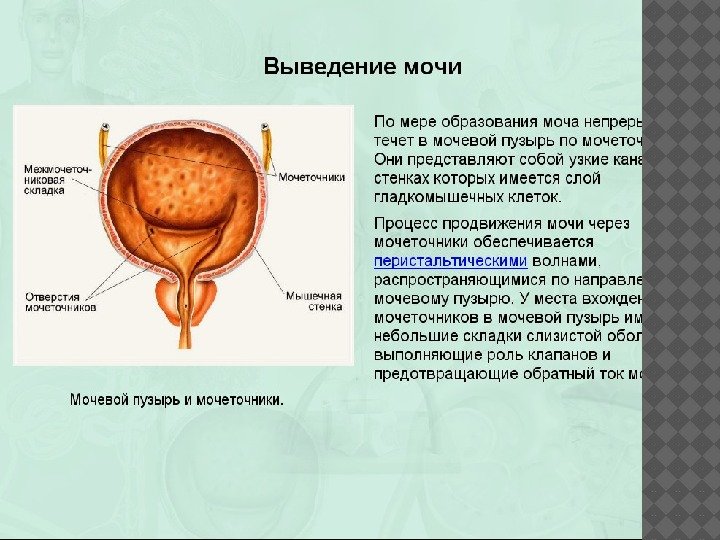 Устье мочеточника где находится у мужчин фото