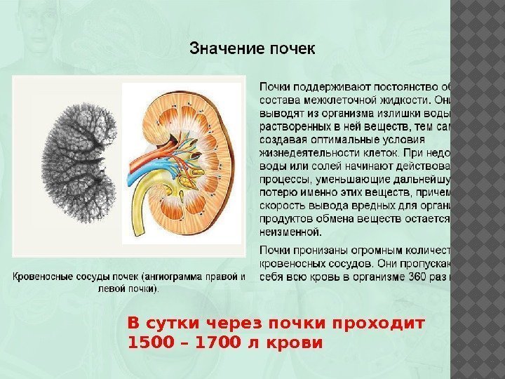 Правая и левая почка. Работа и строение почек. Почки для презентации.