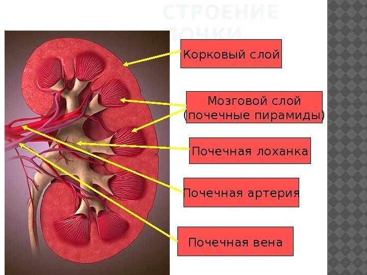 Функция почечной лоханки