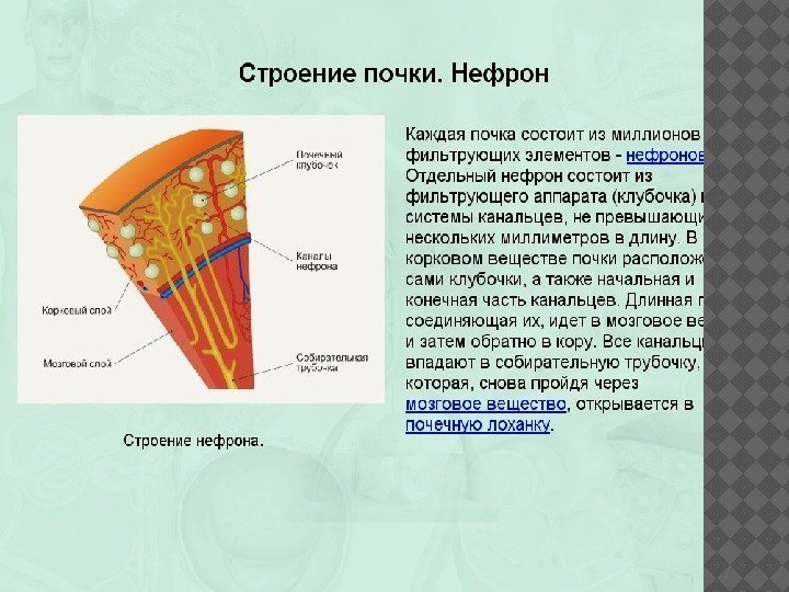 Презентация по биологии 8 класс выделение