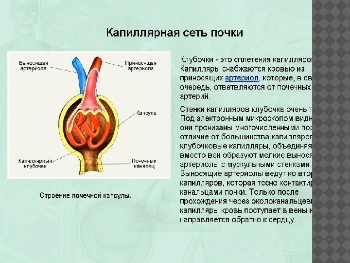 Двойная капиллярная сеть в почках схема