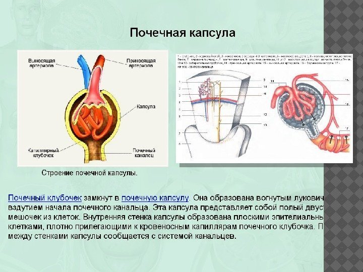 Что служит основным органом фильтрации