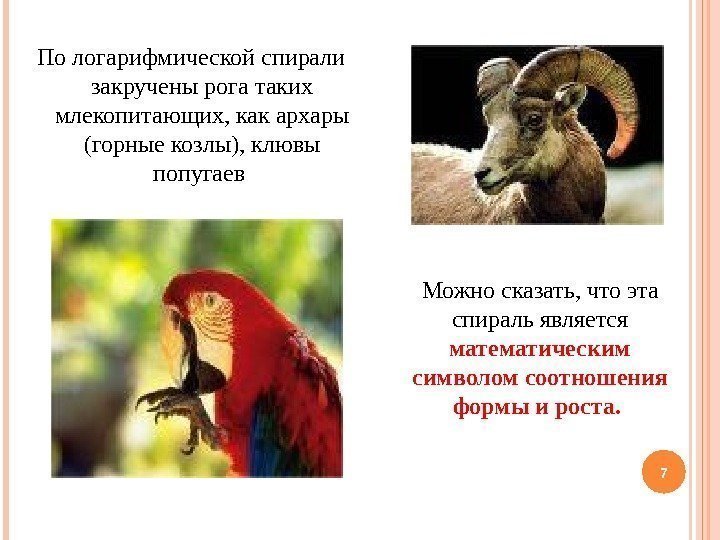 По логарифмической спирали закручены рога таких млекопитающих, как архары (горные козлы), клювы попугаев 7