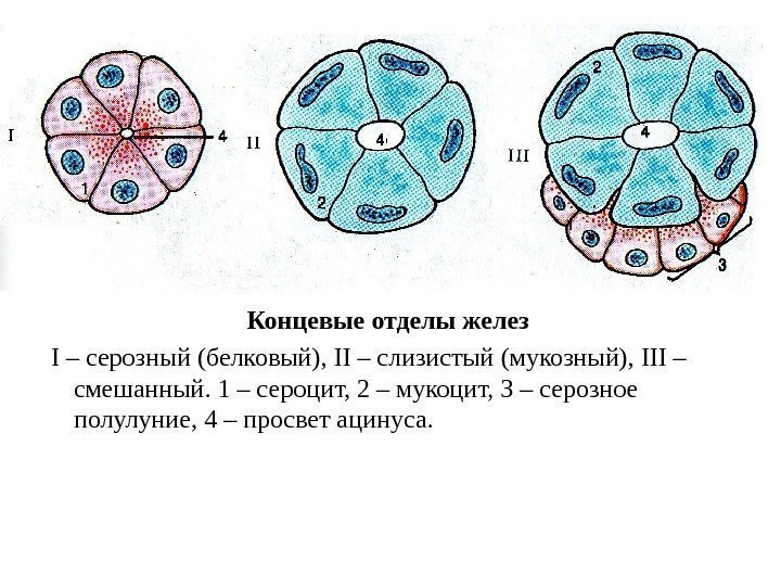 Концевые отделы желез  І – серозный (белковый), ІІ – слизистый (мукозный), ІІІ –