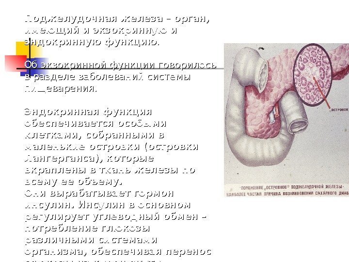 Поджелудочная железа – – орган,  имеющий и экзокринную и эндокринную функцию. . 