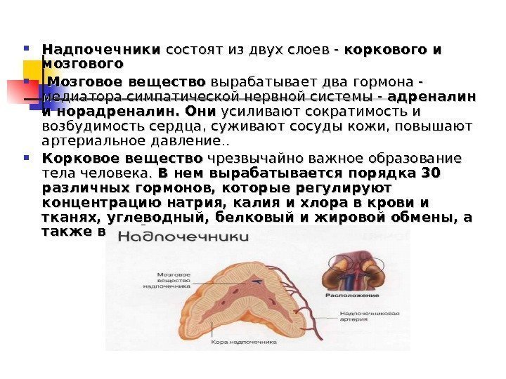  Надпочечники состоят из двух слоев - коркового и мозгового   Мозговое вещество
