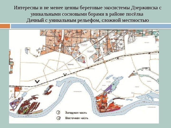 Интересны и не менее ценны береговые экосистемы Дзержинска с уникальными сосновыми борами в районе