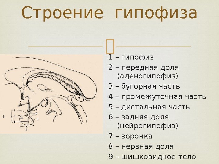 Гипофиз схематично. Анатомические структуры передней доли гипофиза. Анатомические структуры, входящие в состав передней доли гипофиза. Состав передней доли гипофиза.