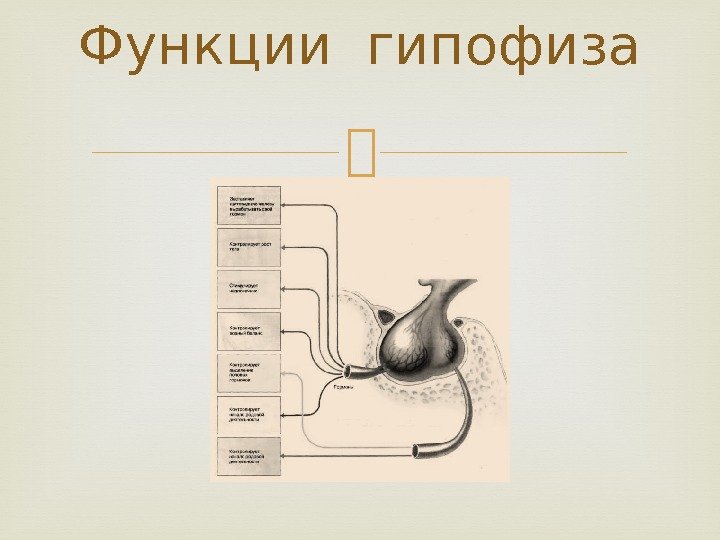Функции гипофиза 