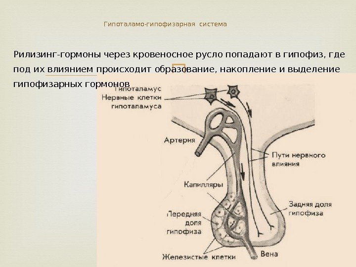 Схема взаимовлияния органов гипоталамо гипофизарной системы