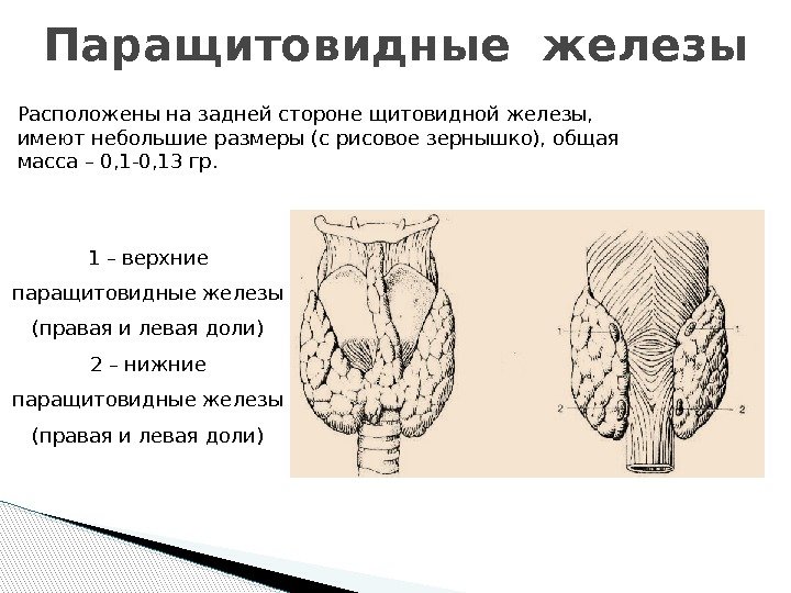 Паращитовидные железы Расположены на задней стороне щитовидной железы,  имеют небольшие размеры (с рисовое