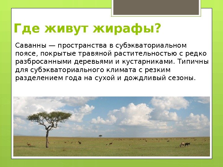 Где живут жирафы? Саванны — пространства в субэкваториальном поясе, покрытые травяной растительностью с редко