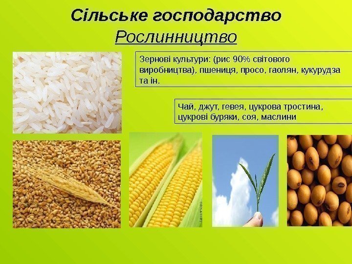 Сільське господарство Рослинництво Зернові культури:  ( рис 90 світового виробництва ) , пшениця,