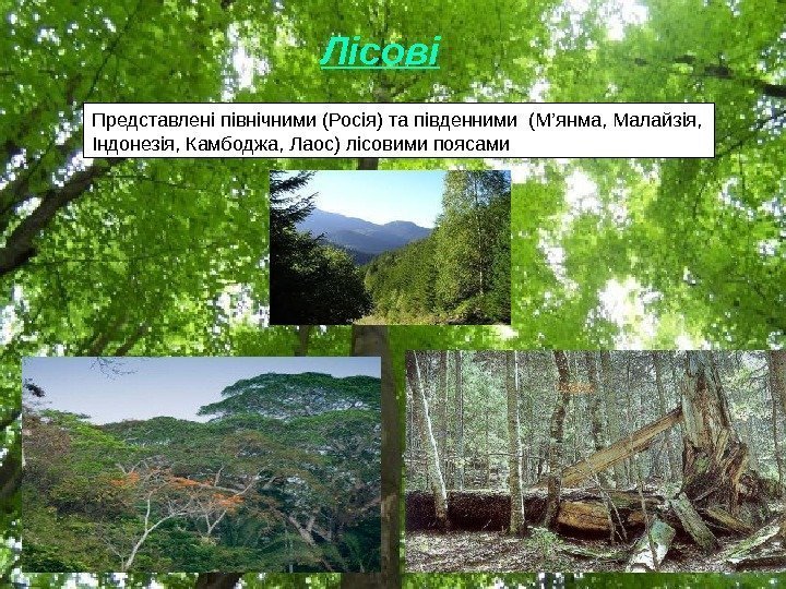 Лісові Представлені північними (Росія) та південними (М’янма, Малайзія,  Індонезія, Камбоджа, Лаос) лісовими поясами
