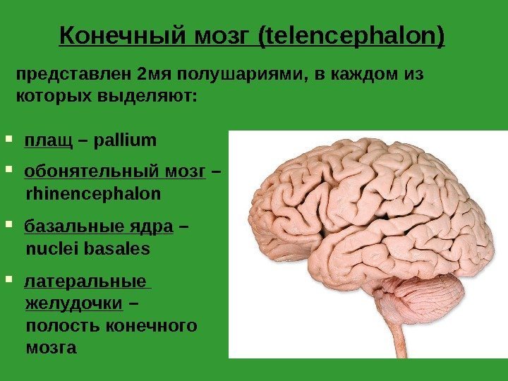 Конечный мозг (telencephalon) представлен 2 мя полушариями, в каждом из которых выделяют:  плащ