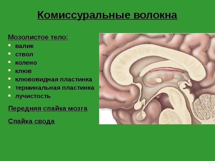 Комиссуральные волокна Мозолистое тело:  валик ствол колено  клювовидная пластинка терминальная пластинка лучистость