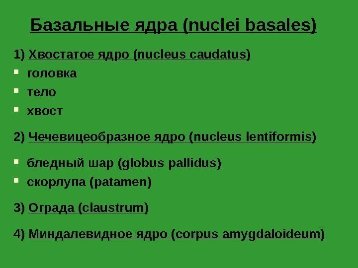 Базальные ядра ( nuclei basales) 1) Хвостатое ядро (nucleus caudatus) головка тело хвост 2)