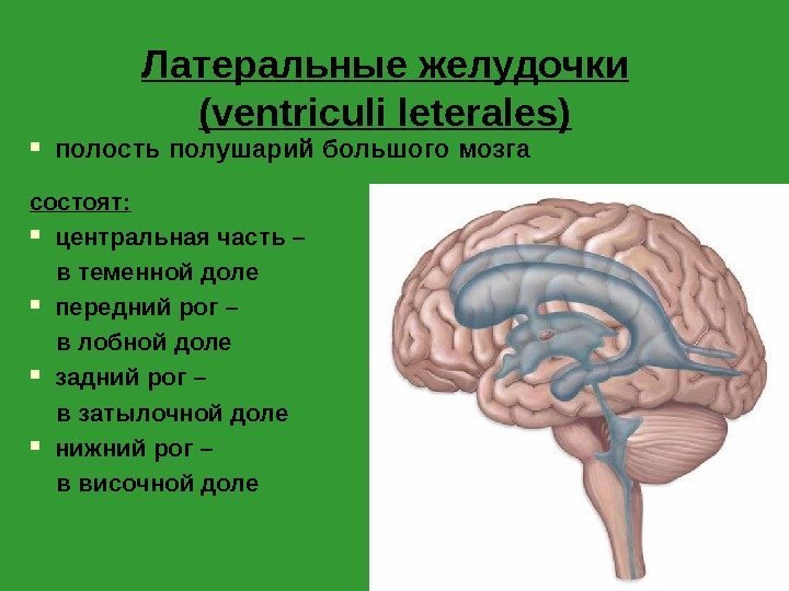 Латеральные желудочки ( ventriculi leterales) полость полушарий большого мозга состоят:  центральная часть –