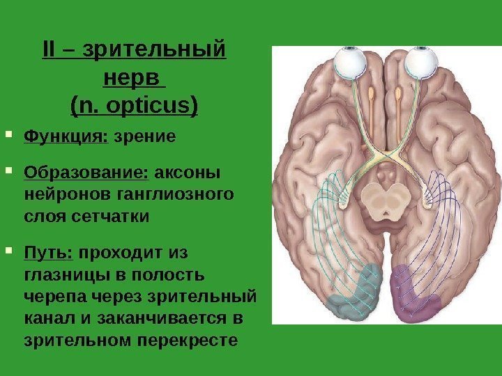 II – зрительный нерв ( n. opticus) Функция:  зрение Образование:  аксоны нейронов
