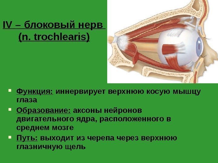 IV – блоковый нерв (n. trochlearis) Функция:  иннервирует верхнюю косую мышцу глаза Образование: