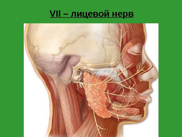 VII – лицевой нерв  