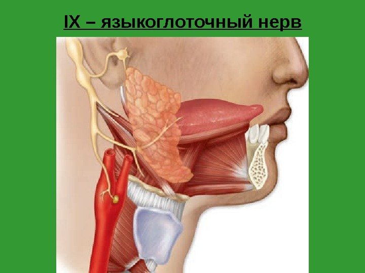 IX – языкоглоточный нерв 
