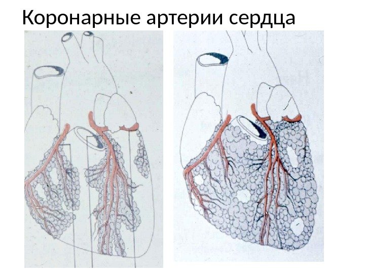 Коронарные артерии сердца 