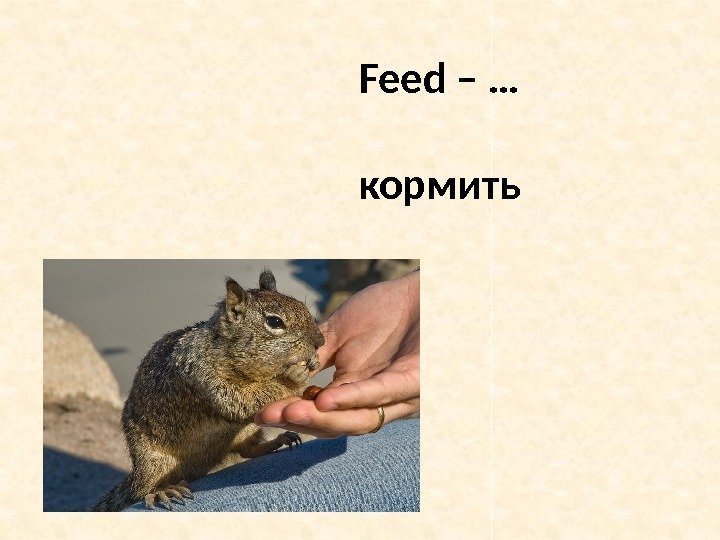 My feed перевод