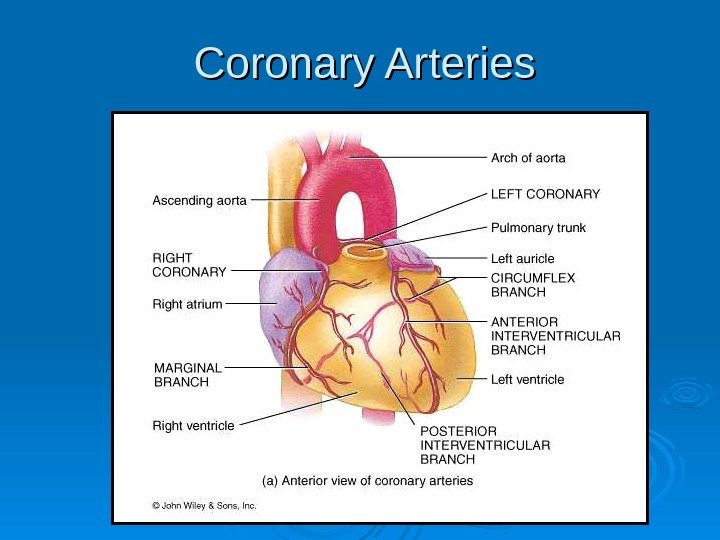 Coronary Arteries 