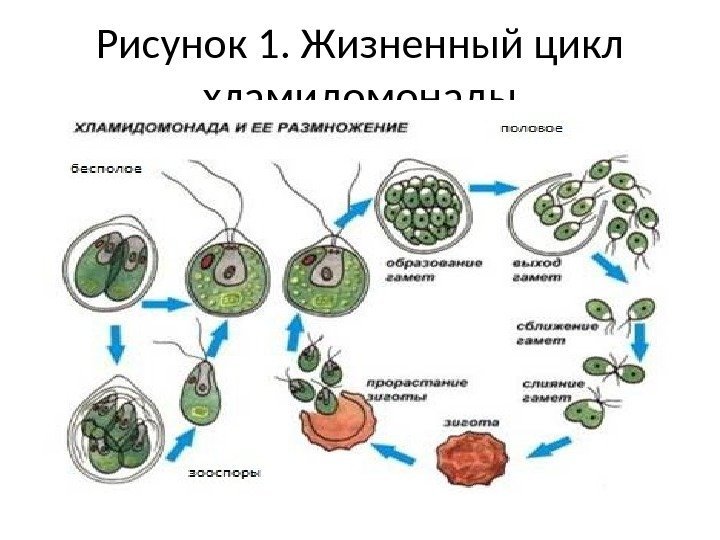 Рисунок 1. Жизненный цикл хламидомонады 